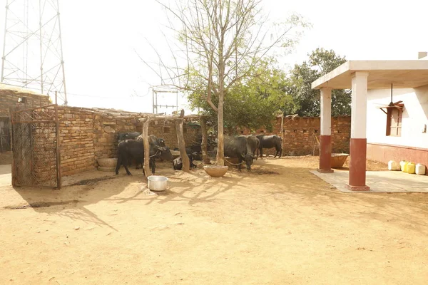 Fazenda Buffalo Zona Rural — Fotografia de Stock