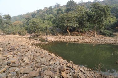 Water Pond in a Forest