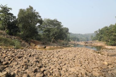 Water Pond in a Forest