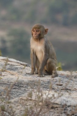 Taşın üstündeki maymun