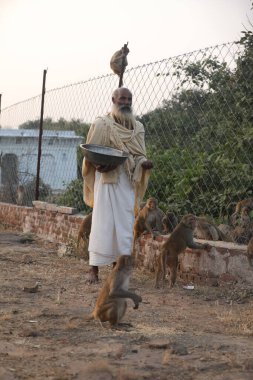 Monkey at Hindu temple