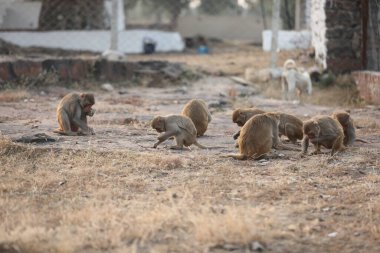 Taşın üstündeki maymun
