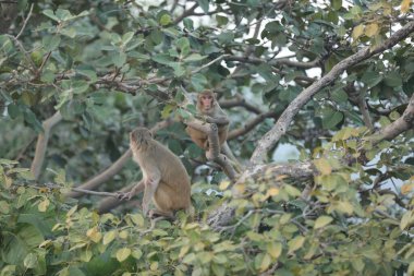 Ağaçtaki maymun