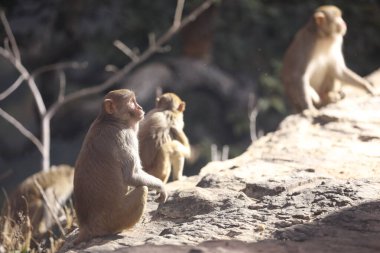 Taşın üstündeki maymun