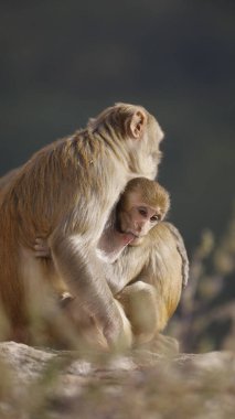 Taşın üstündeki maymun