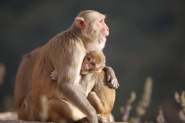 Taşın üstündeki maymun