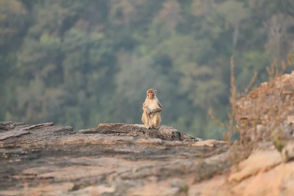 石の上の猿 — ストック写真