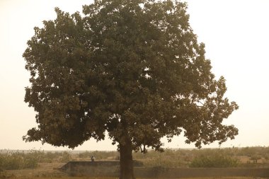 Old men at Rural Area Village 15th Aug 2022 Hyderabad India