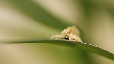 Örümcek 'in makro görüntüsü