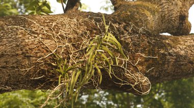 Hint Ayurveda İlaç Fabrikası
