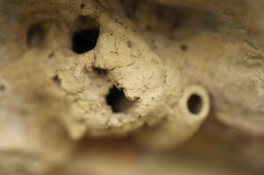 Insect Fly's home on a tree