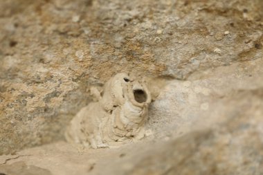 Insect Fly's home on a tree