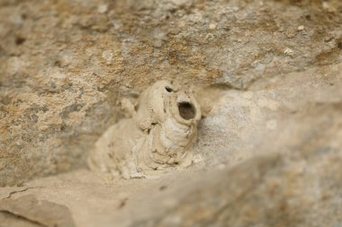 Insect Fly's home on a tree