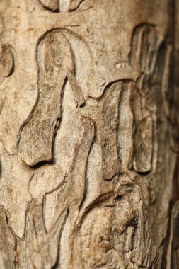 Ağaç Gövdesi deseni makro çekim