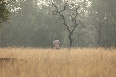 Doğada Kuru Ağaç Gövdesi Dokusu