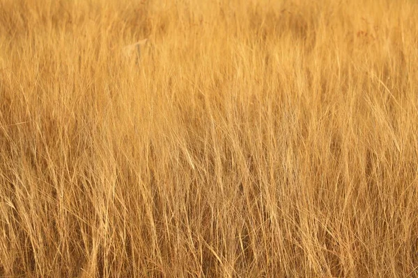 Droog Gras Het Bos — Stockfoto