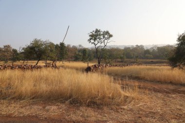 Kırsal alan Katran Yolu ve ağaçlar
