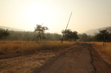 Kırsal alan Katran Yolu ve ağaçlar
