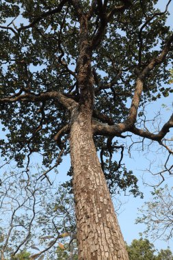 Ağaç Gövdesi deseni makro çekim