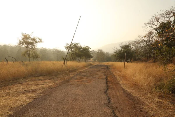 Rural area Tar Road and trees