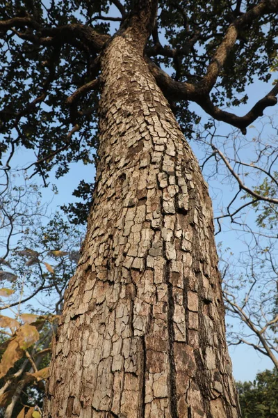 Makroaufnahme Der Baumstammtextur — Stockfoto