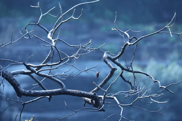 Textura Tronco Árvore Seca Natureza — Fotografia de Stock
