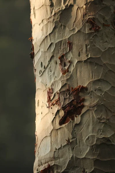 Bagażnik Drzewa Tekstury Makro Shot — Zdjęcie stockowe