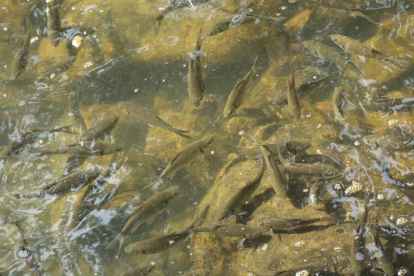 Fishes Breeding In Fish Tank