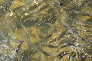 Balık Yetiştirme Akvaryumu