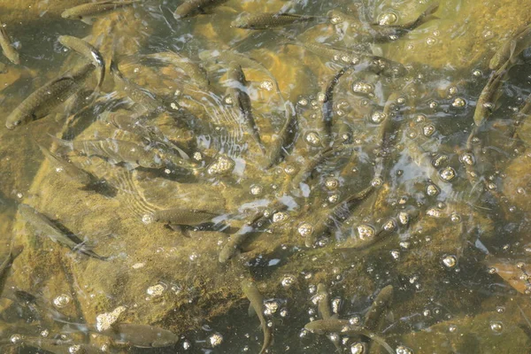 Fishes Breeding In Fish Tank