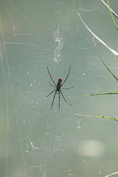 Makro Zdjęcie Pająka — Zdjęcie stockowe