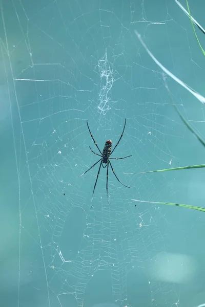 Macro Disparo Una Araña — Foto de Stock