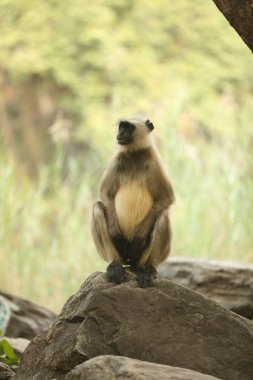 Taşta Gri Langur