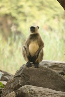 Taşta Gri Langur
