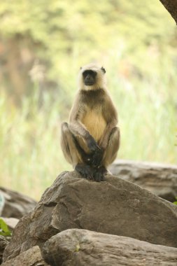 Taşta Gri Langur