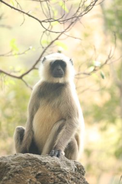 Taşta Gri Langur