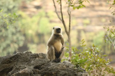 Taşta Gri Langur