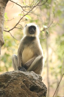 Taşta Gri Langur