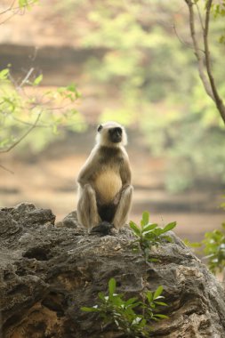 Taşta Gri Langur