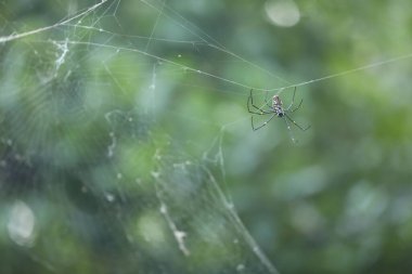 Örümcek 'in makro görüntüsü