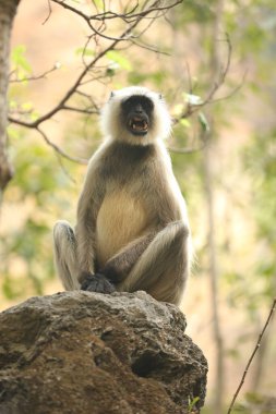 Taşta Gri Langur