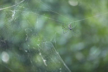 Örümcek 'in makro görüntüsü