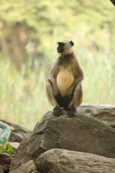 Gray Langur Stone — Stock Photo, Image