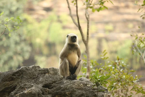 Taşta Gri Langur