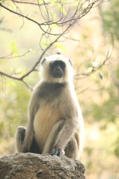 Taşta Gri Langur