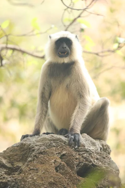 Taşta Gri Langur