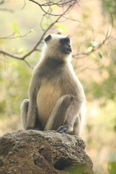 Taşta Gri Langur