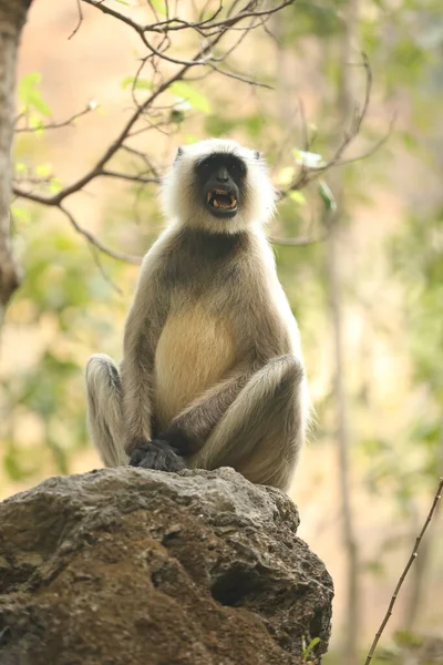 Taşta Gri Langur