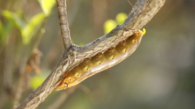 böcek bir ağaç üzerinde