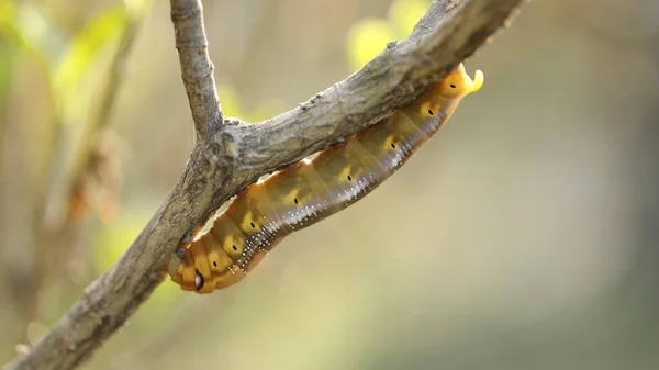 Insekt Auf Einem Baum — Stockfoto